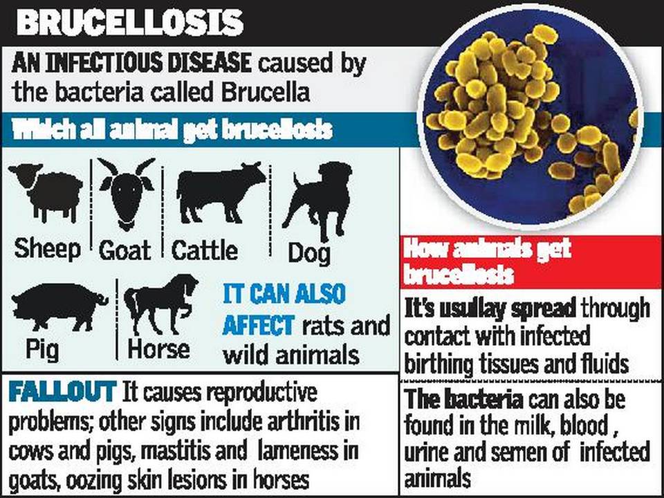 kekalcantik&sihat Lembu Dijangkiti Brucellosis