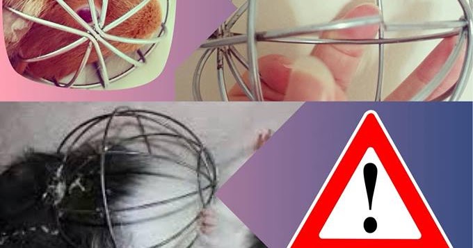 hay wheel for guinea pigs