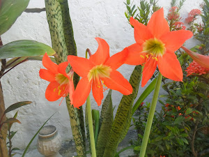 Flores do meu jardim - Duas amigas