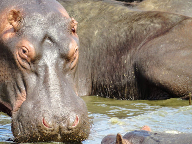 Close-up of hippos on the Kazinga Channel in Uganda