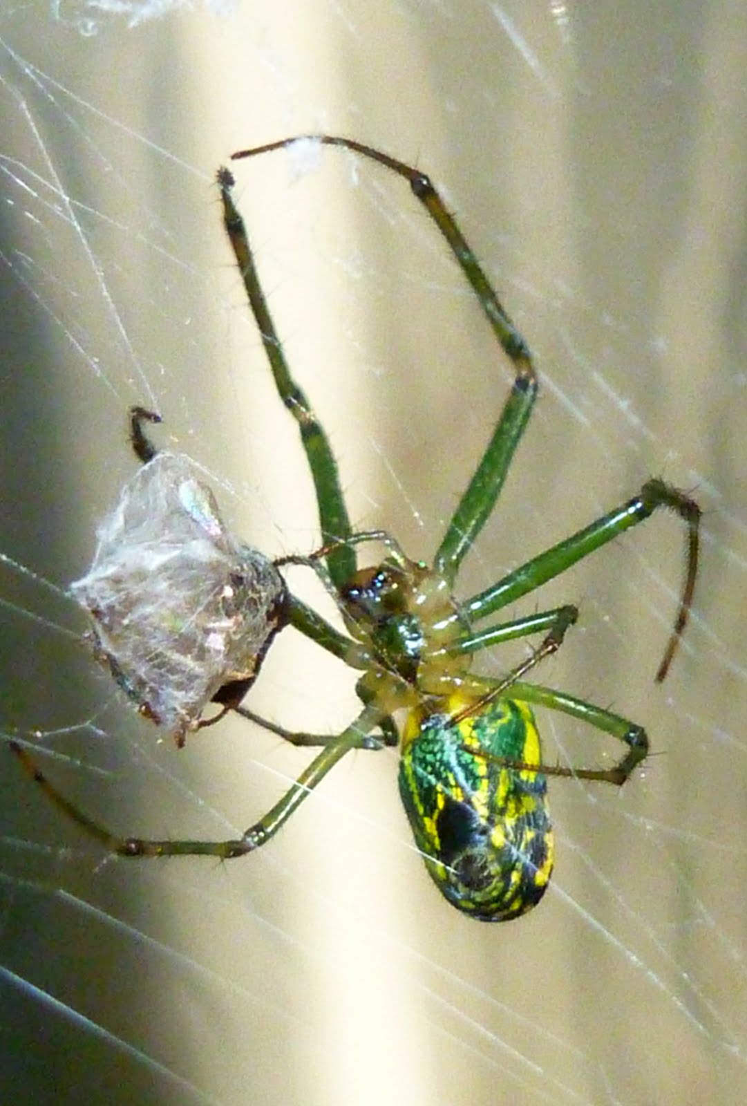 Nature Works Photography: Orchard orb weaver spider