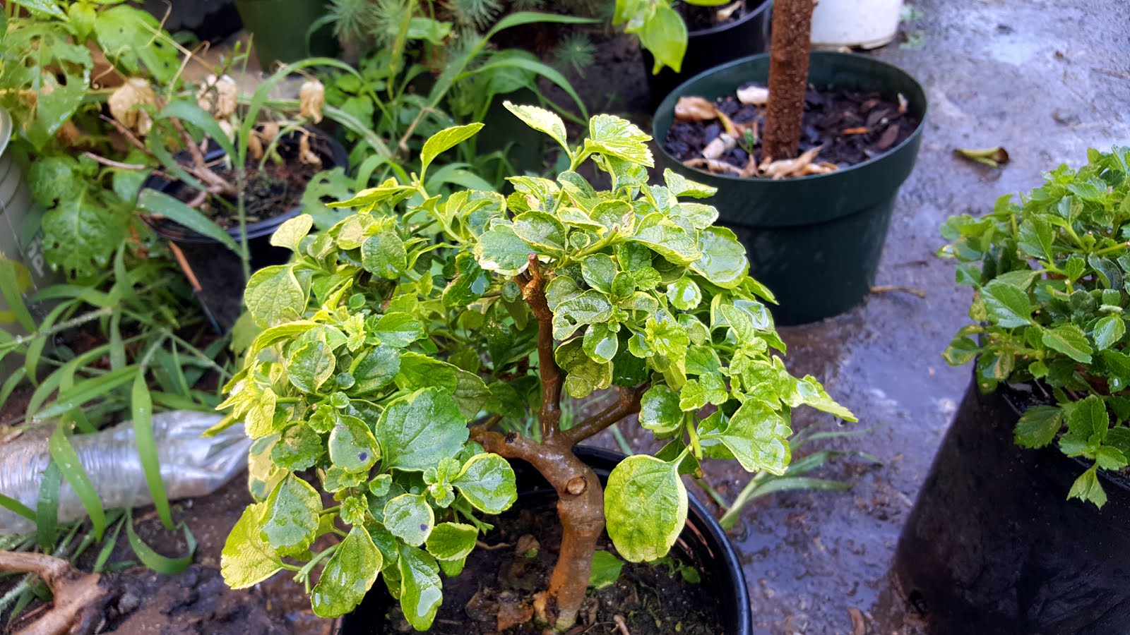 Bonsaimisadventures Nursery Lantana Pre Bonsai