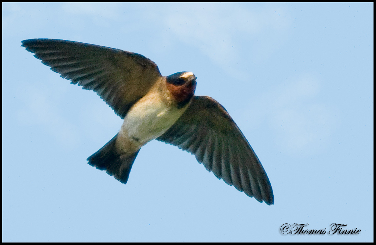 Thomas Finnie Photography CAVE SWALLOWS IN LOUISIANA