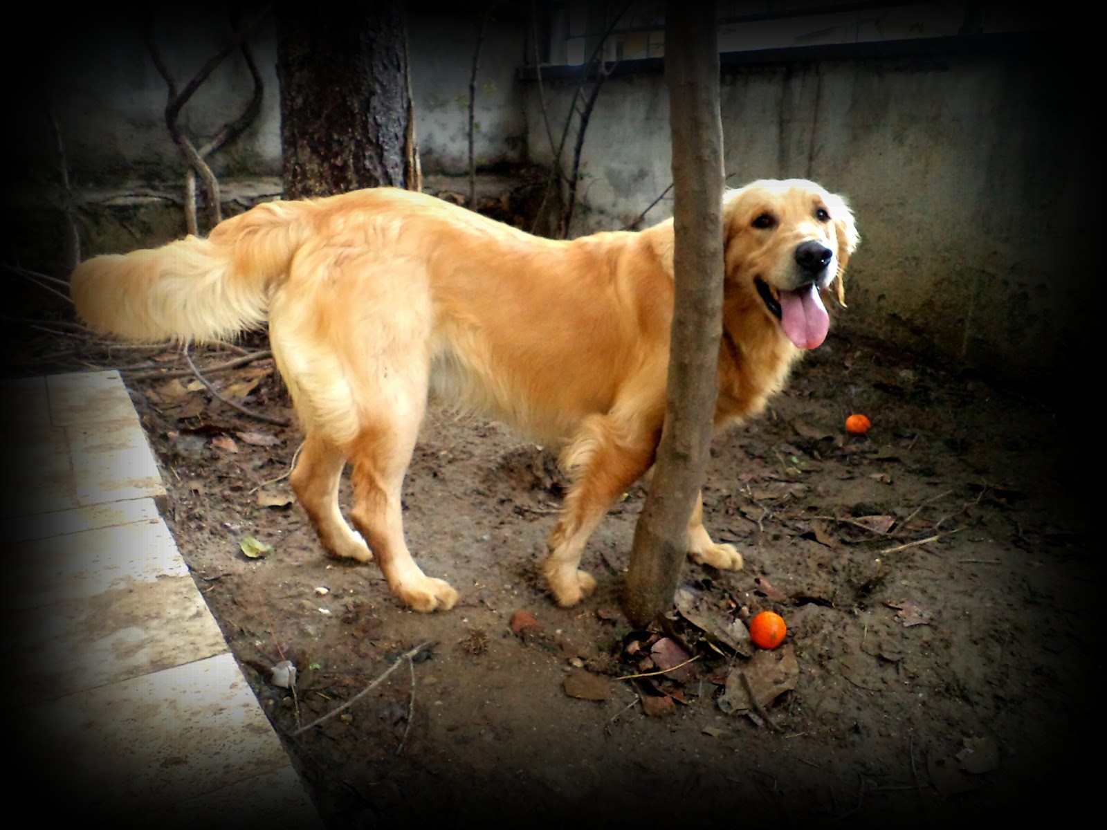 Dişi mi? Erkek mi? Golden Retriever Kont ve Likya