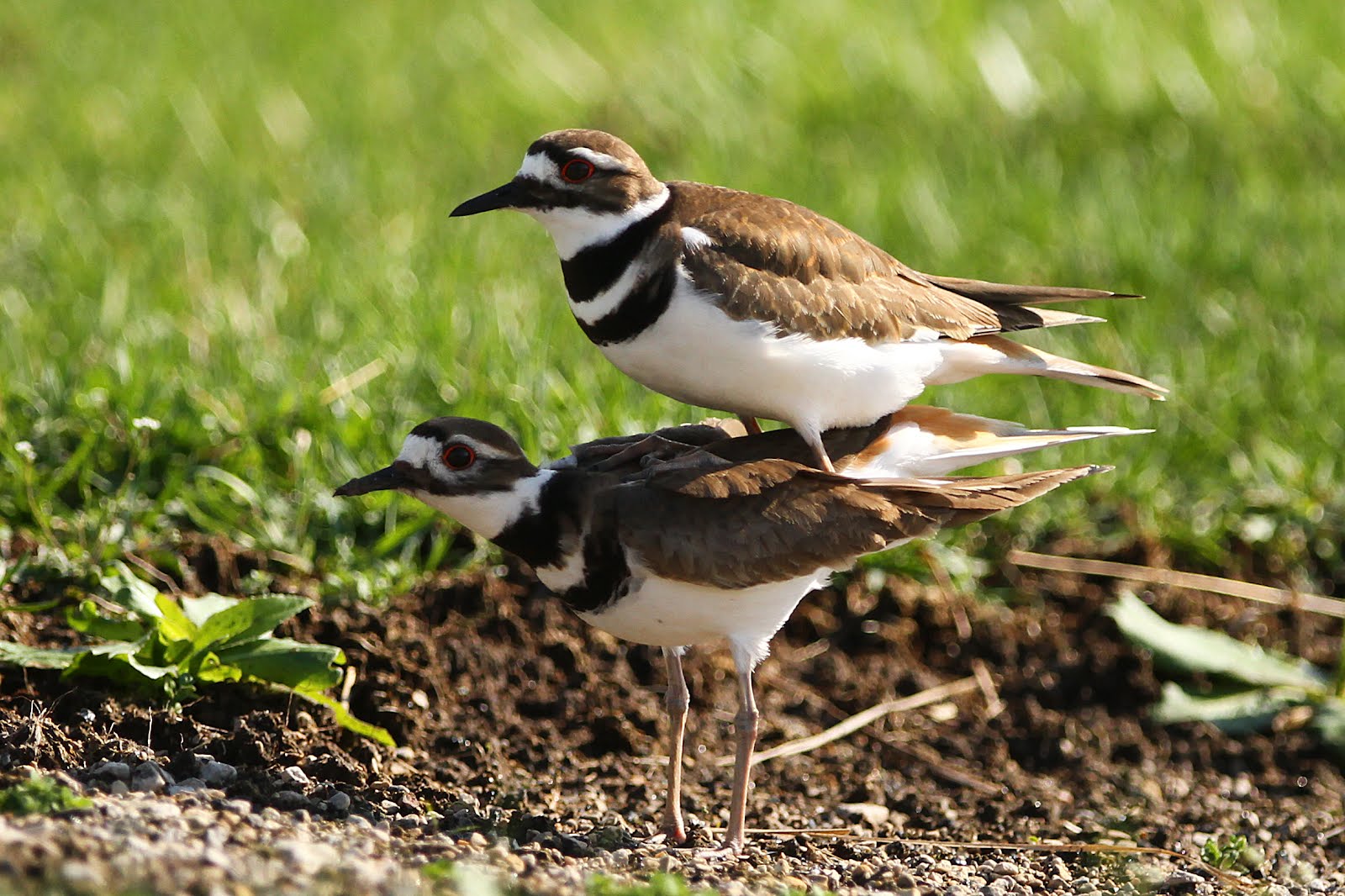 Hannibal's Animals Killdeer Getting Their Groove On!