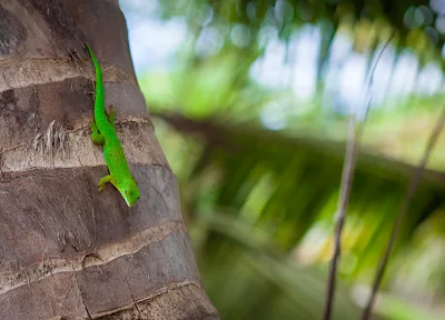 Ein grüner Gecko auf La Digue, Seychellen