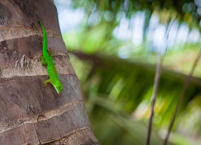 Ein grüner Gecko auf La Digue, Seychellen