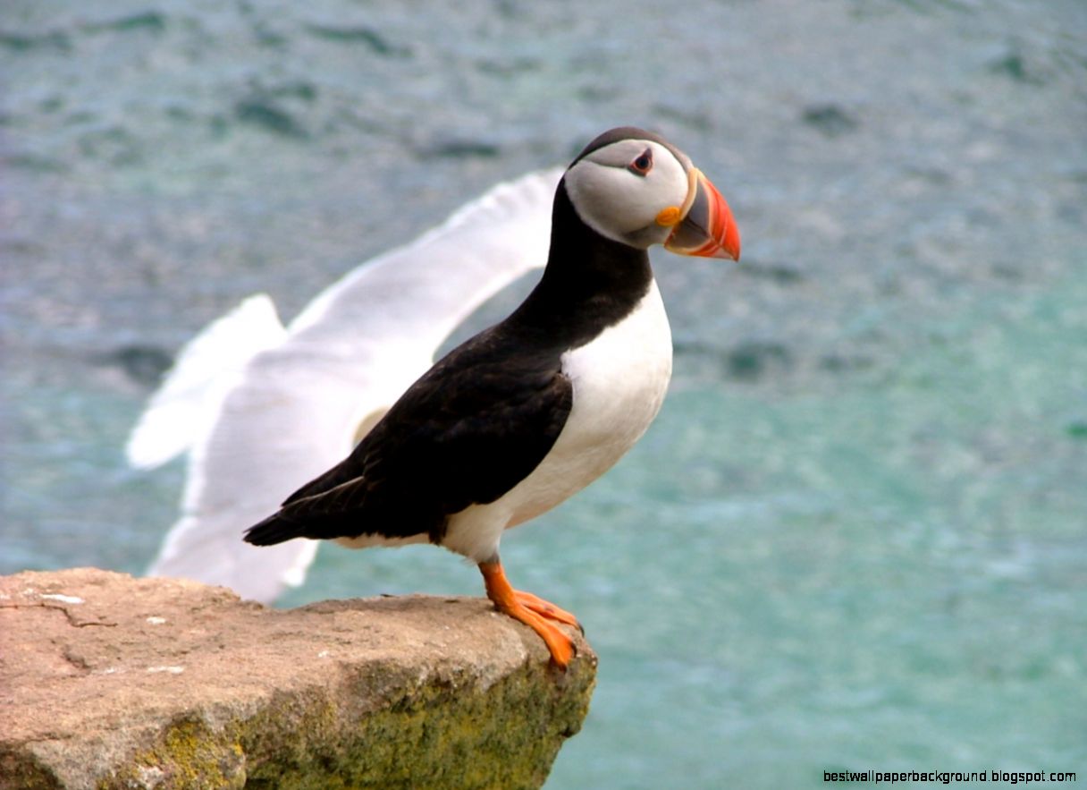 Atlantic Puffin photo clifftop feeding station saltee islands