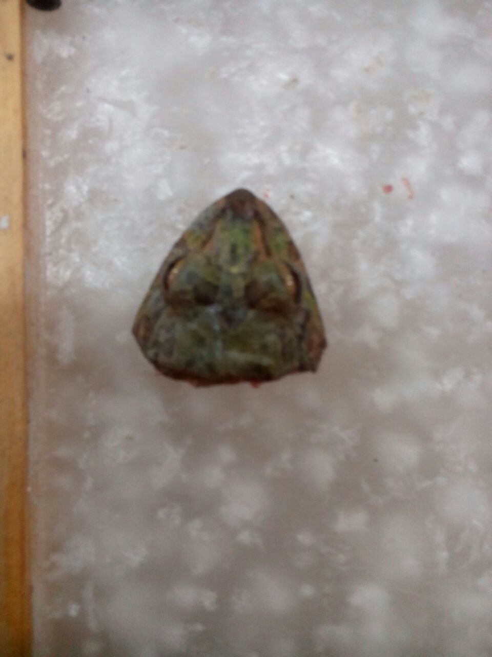 LAPORAN PRAKTIKUM FISIOLOGI HEWAN : Sistem Saraf Refleksi Pada Katak