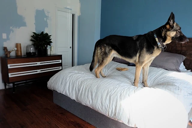 Finn standing on the bed