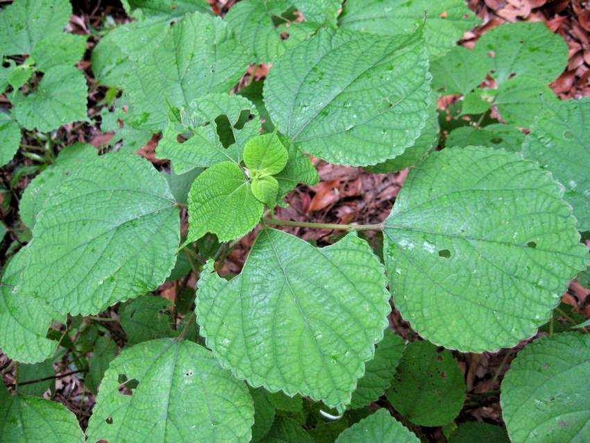 boehmeria nivea1 Бемерия что общего с крапивой