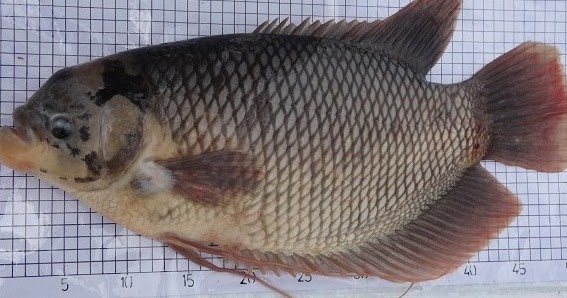 Cara Budidaya Ikan Gurame Dalam Kolam Yang Berkualitas | KEBUN PAMAN