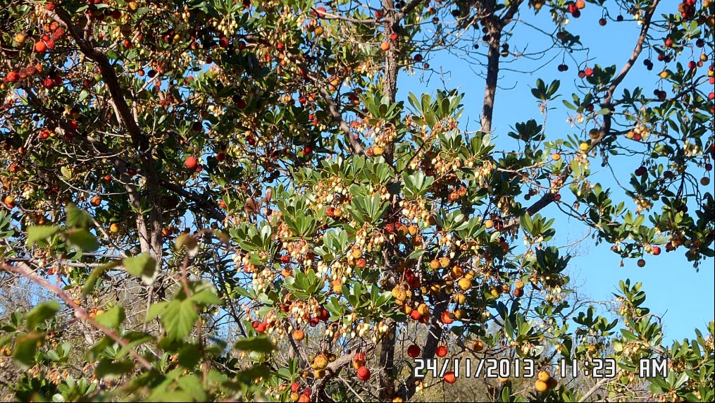 Espíritu de Árbol: Madroño