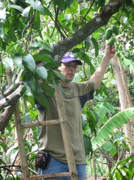 Journeying & Journaling through Life Where do mangos come from?