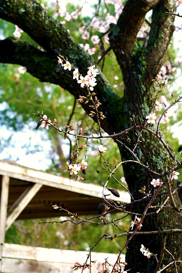 Happiness … recettes premier jour du reste de notre vie(clin doeil a des loups)