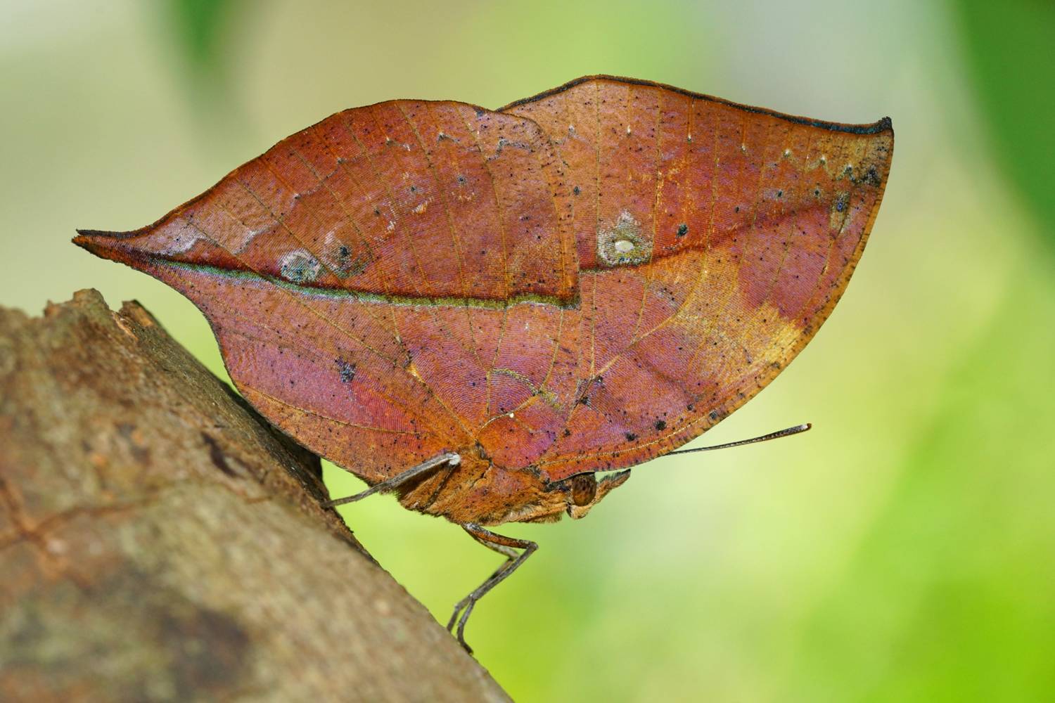 The Dead Leaf Butterfly Camouflage King of the Asian Tropics The