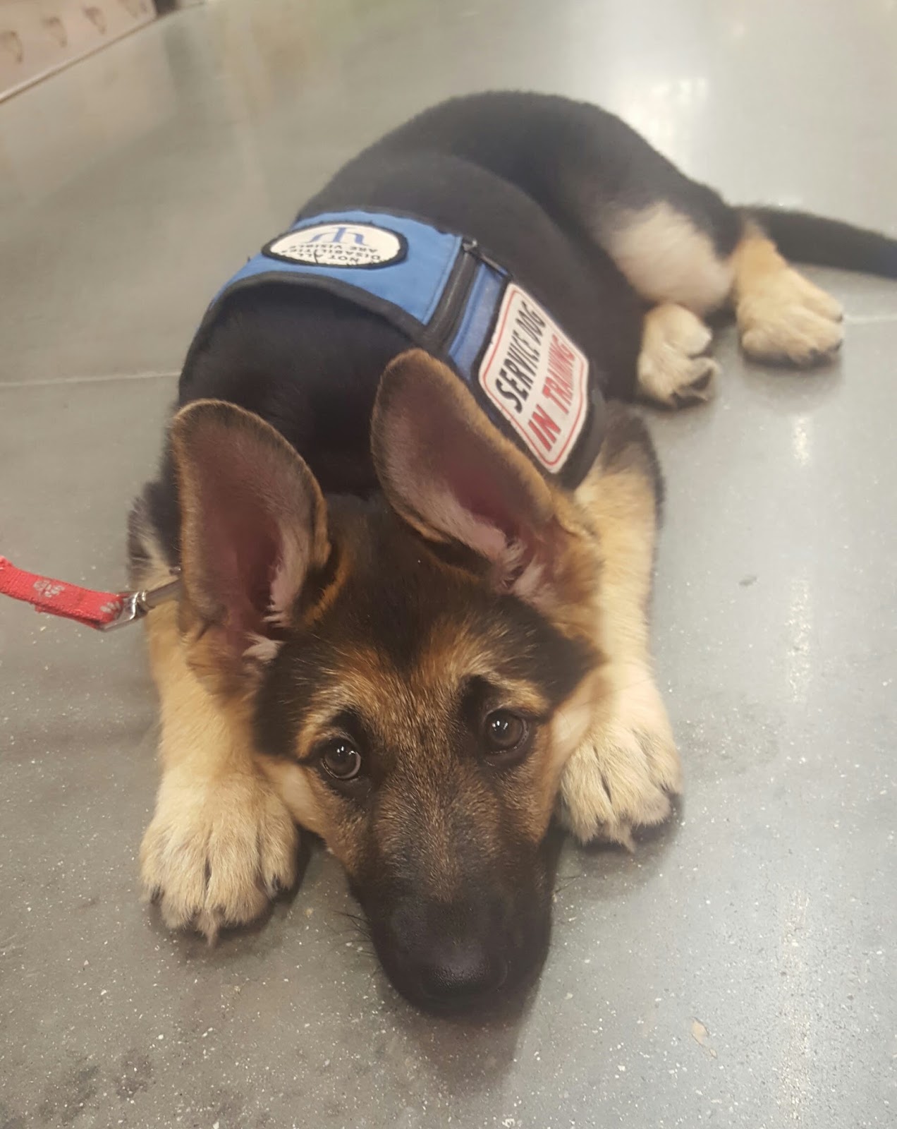 Brown Dog Tales Training Cora, the seizure assist service dog