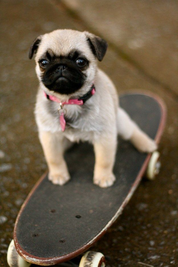 Lovely Pet s Top 10 Budget Friendly Dog Breeds lovely-pet-s-top-10-budget-friendly-dog-breeds
