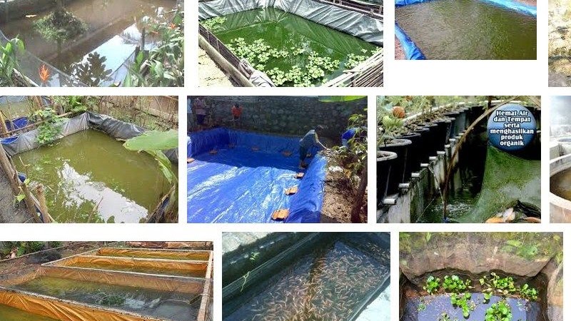 Budidaya Ikan Di Pekarangan Rumah Tambah Penghasilan
