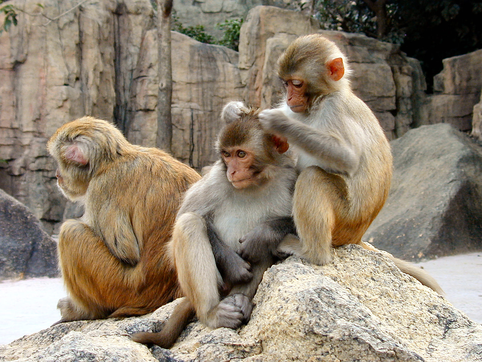 http://3.bp.blogspot.com/-at8AqT512z8/T7Eqvk0_yXI/AAAAAAAAEdg/8v3RWERc8Zk/s1600/Rhesus_Macaques_4528.jpg