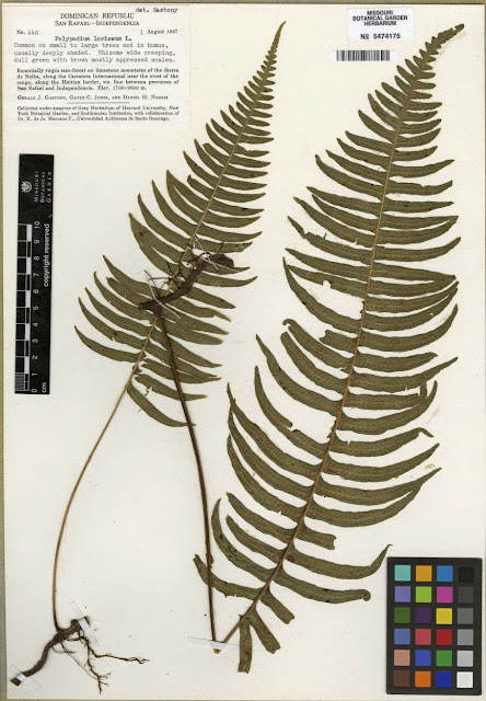 Flora de Puerto Rico Ilustrada Papo Vives: FERN POLYPODIODACEIAE ...