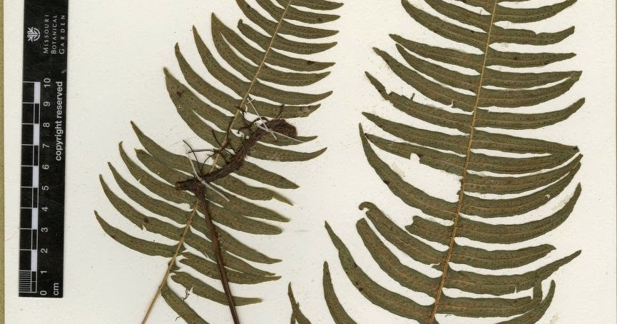 Flora de Puerto Rico Ilustrada Papo Vives: FERN POLYPODIODACEIAE ...