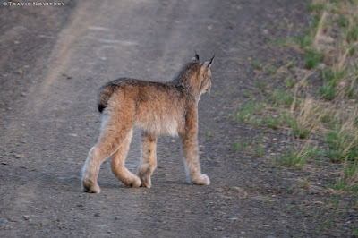 Cat Walking Slowly With Tail Down Cat Walking Slowly With Tail Down
