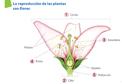 http://www.primaria.librosvivos.net/archivosCMS/3/3/16/usuarios/103294/9/reproduccion_plantas_flores/reproduccion_plantas_flores.swf