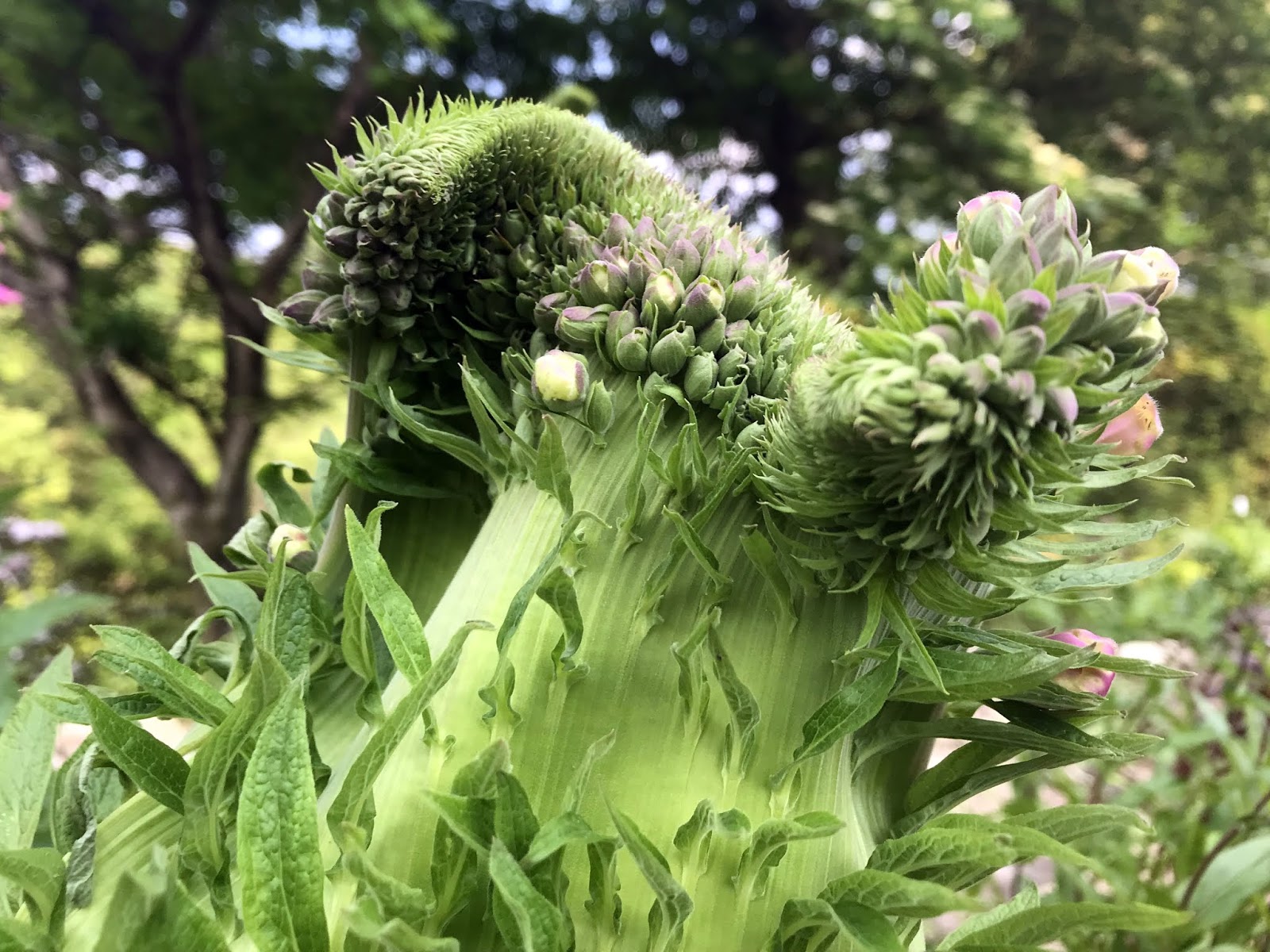 広島市植物公園ブログ 双頭のゴジラ 進化園に出現