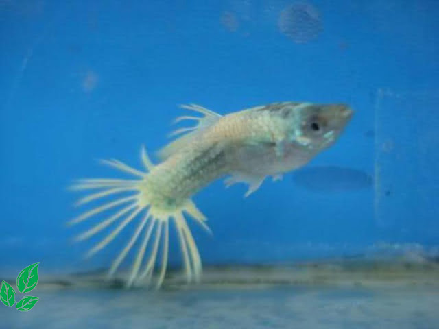 ikan guppy jerman platinum Crown Tail