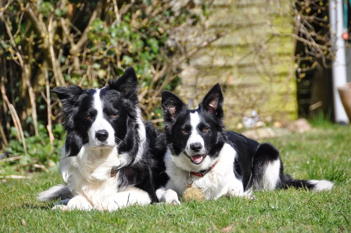 Gyldenkærne Border Collies