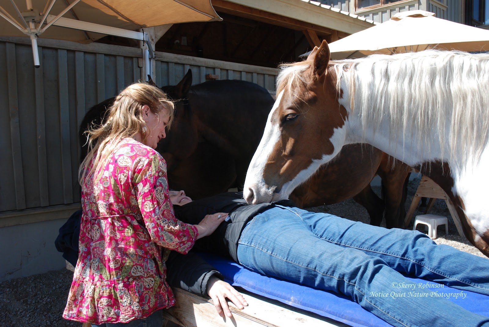 Notice Quiet Nature Equinisity Healing Horses and Magical Forests