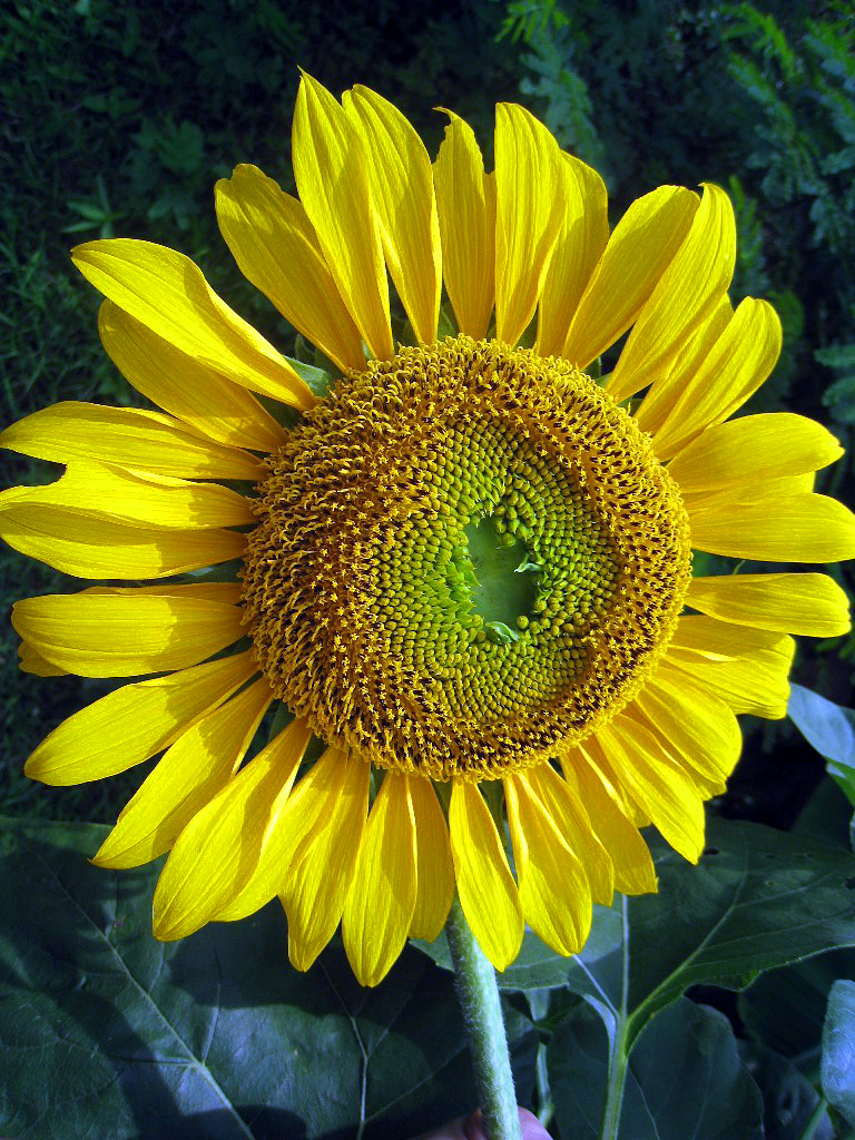 v1olet my favorite things Flora  Bunga  Matahari