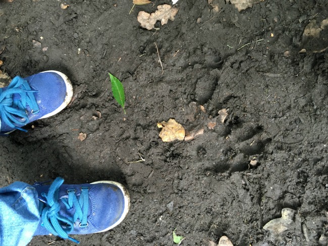 toddler-shoes-and-paw-print-in-mud