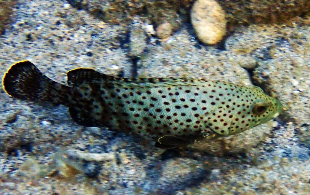       Ikan Kerapu Karang di Pulau Moyo      