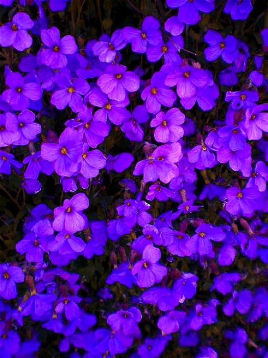 Urban Landscape, Native Landscape: Purple Flowers