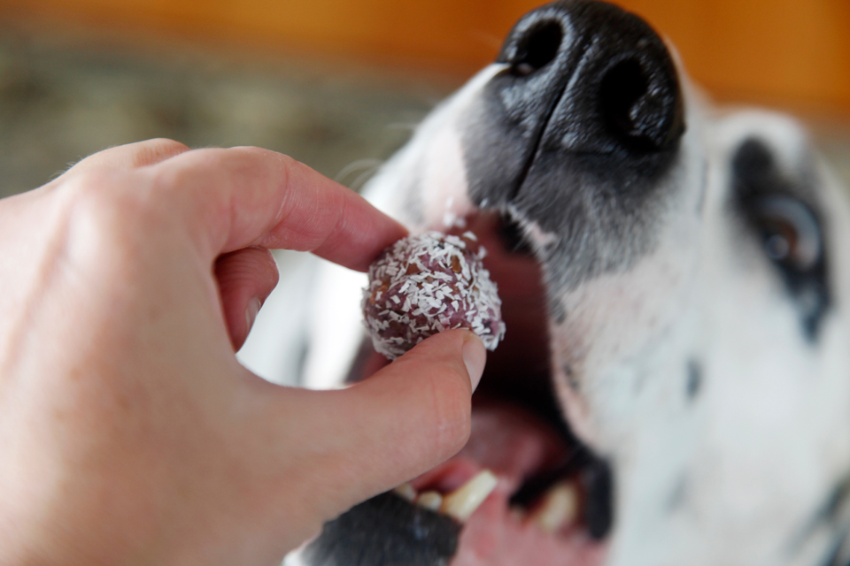 Dalmatian DIY {RECIPE} Berry Bliss Ball Dog Truffle Treats