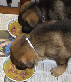 Two puppies feeding