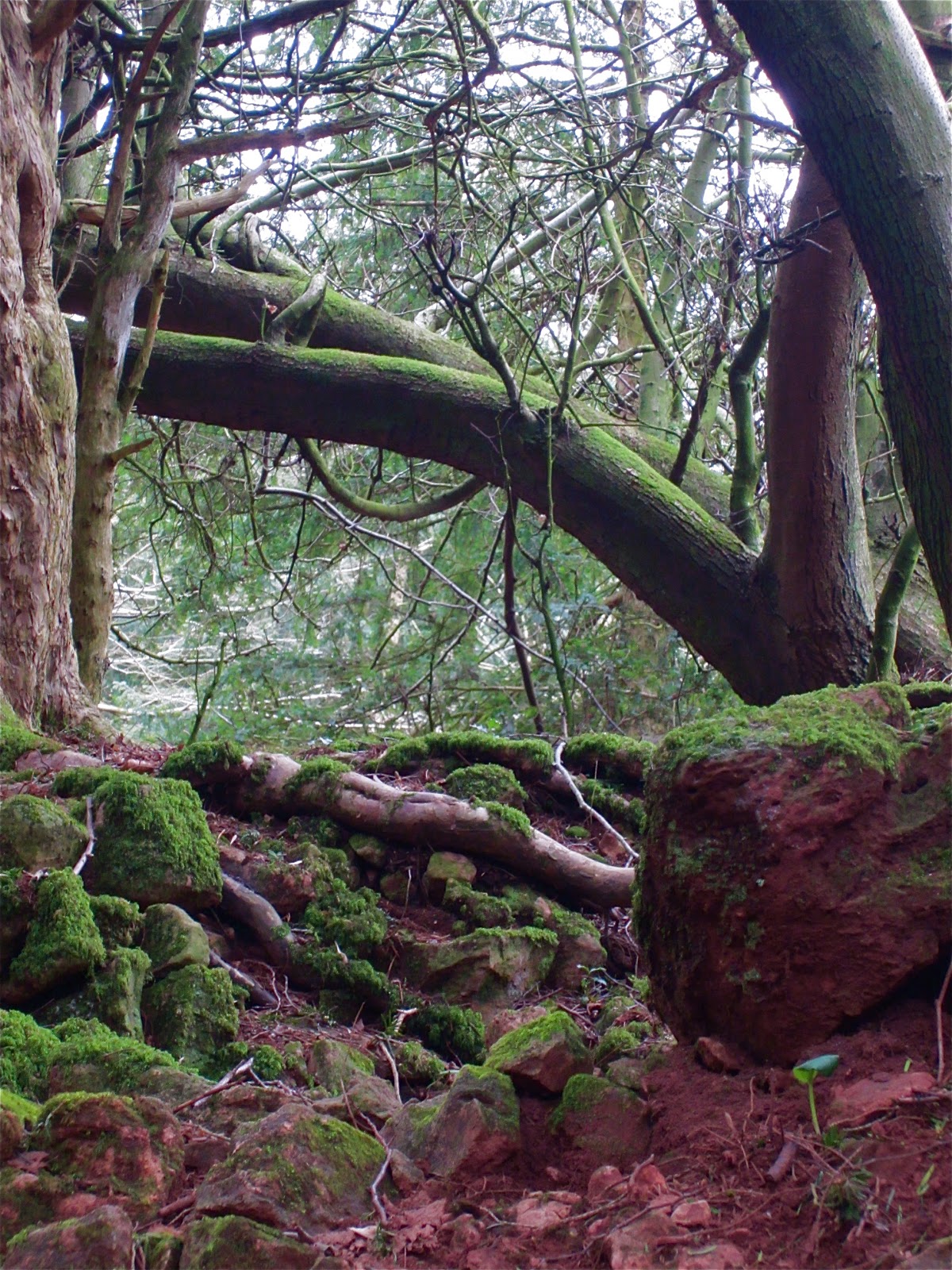 brigid-s-mantle-psalm-23-reflection