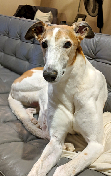 image of Dudley the Greyhound sitting on the sofa with his ears perked up, looking adorbz