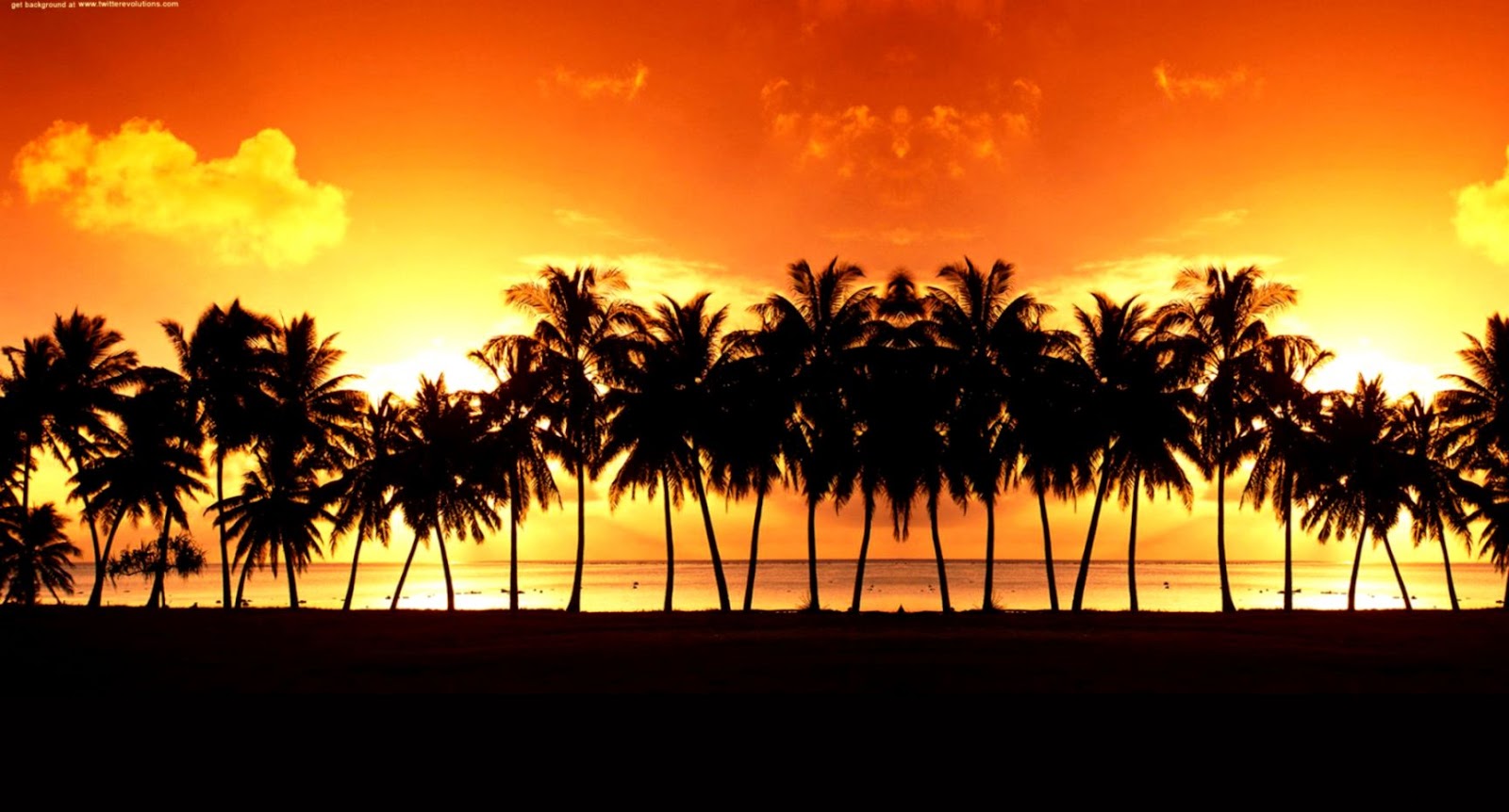 Palm Tree Beach Sunset