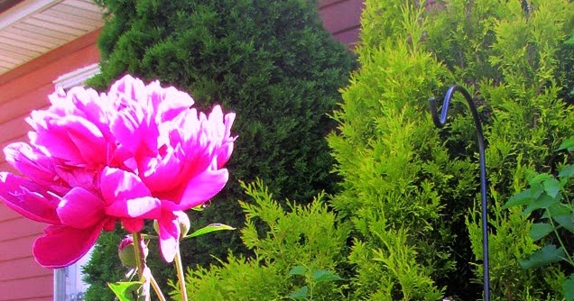 Peonies Queen Of The Garden Flowers