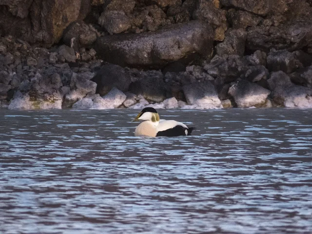 Iceland's Blue Lagoon under the Midnight Sun: Eider duck swimming in the hot spring