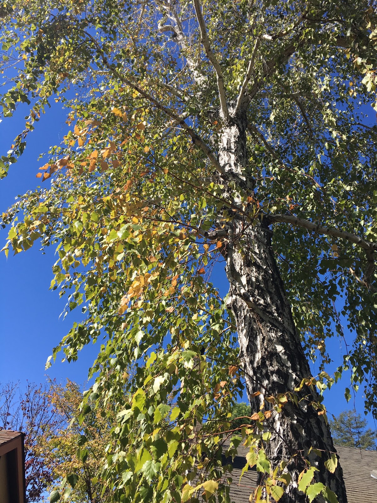 Why are birch leaves a sticky mess?