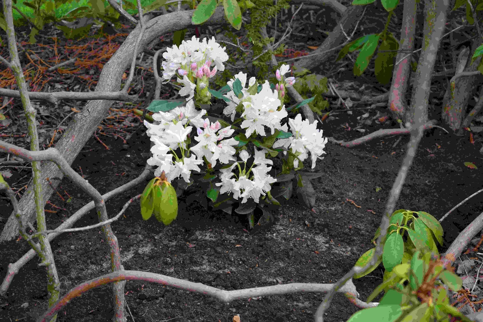 Rickardssons rosor & rabarber: rhododendron 'belkanto', blåflox ...