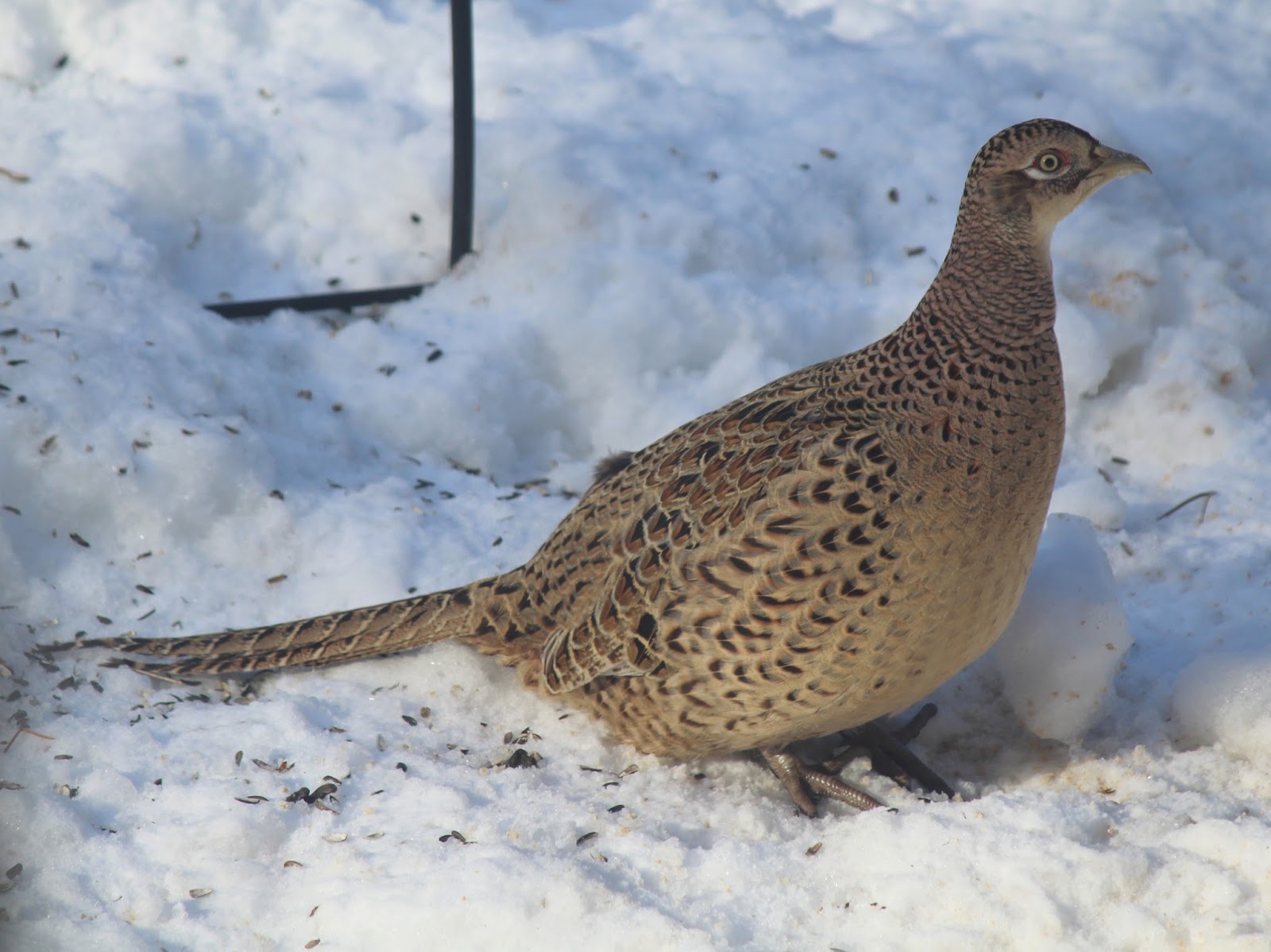 Dispatches from Can of Duck Melanistic Pheasants