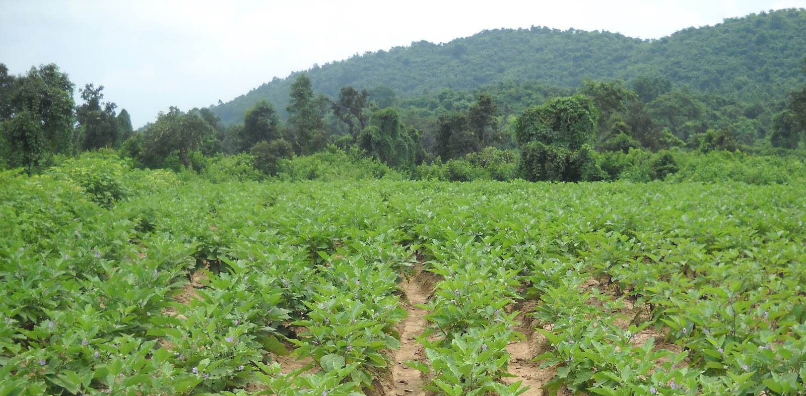 Land reform in India