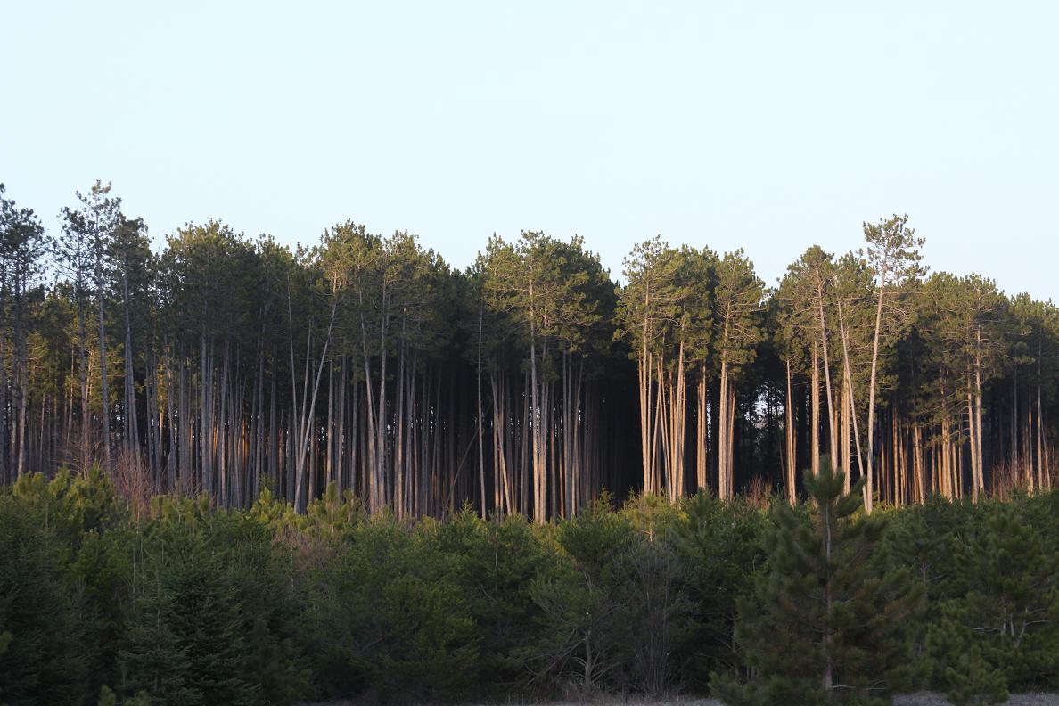 Michigan Exposures A Stand of Trees