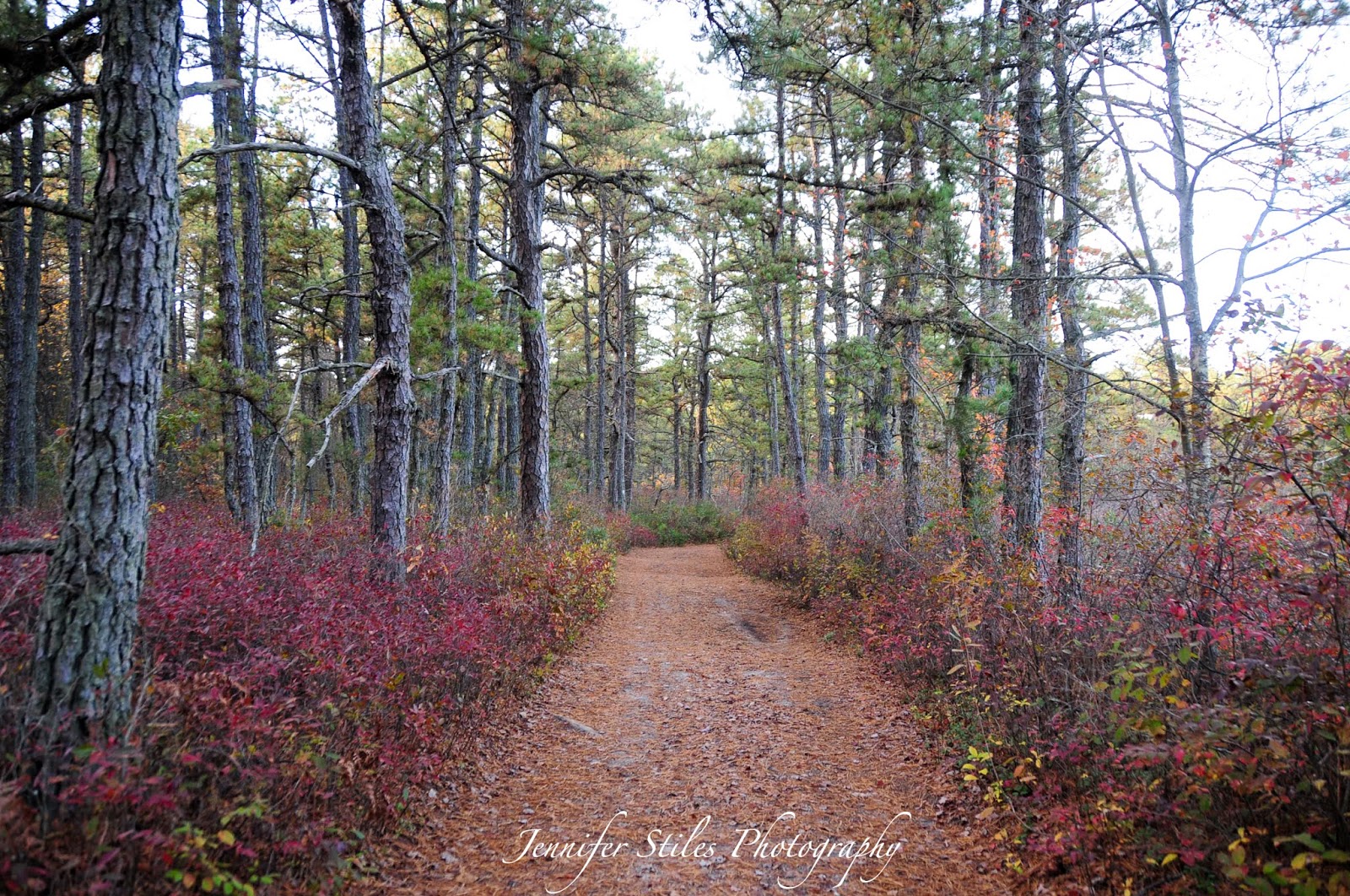 Jennifer Stiles Photography Off Roading in the Pine Barrens, NJ
