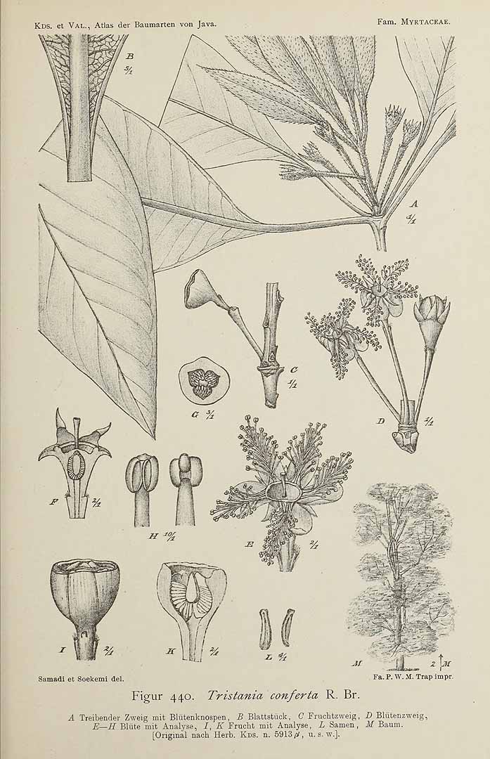 Lophostemon Confertus Brisbane Box